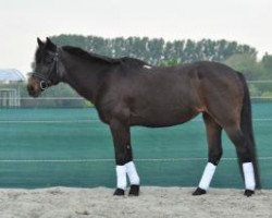 horse Braamhoeve Karine (New Forest Pony, 1992, from Young Winsome's Adrian)