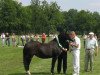 Zuchtstute Braamhoeve Carola (New-Forest-Pony,  , von Braamhoeve Werner)
