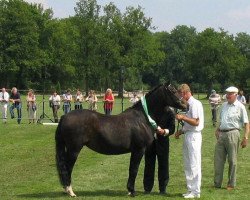 Zuchtstute Braamhoeve Carola (New-Forest-Pony,  , von Braamhoeve Werner)