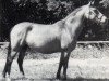 broodmare Wicked Vinnie Baby (New Forest Pony, 1985, from Vernons Vineyard)