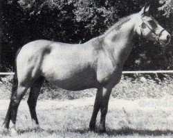 Zuchtstute Wicked Vinnie Baby (New-Forest-Pony, 1985, von Vernons Vineyard)