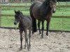 broodmare Serene (New Forest Pony, 1995, from Rusty)