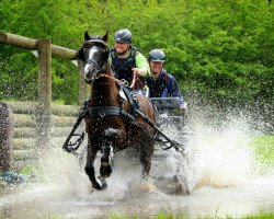 horse Brior (German Riding Pony, 2008, from Top Balino)