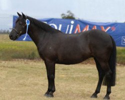 horse Kilncopse Black Velvet (New Forest Pony, 1988, from Frankincense of Vernons)