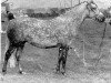 Zuchtstute Pykel Pipaluk (New-Forest-Pony, 1968, von Burton Starlight)