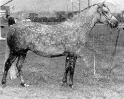 broodmare Pykel Pipaluk (New Forest Pony, 1968, from Burton Starlight)