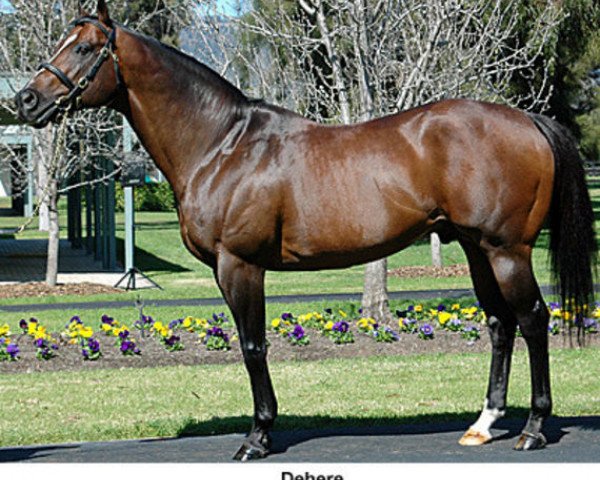 stallion Dehere xx (Thoroughbred, 1991, from Deputy Minister xx)