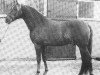 stallion Duke's Forest Oberon (New Forest Pony, 1975, from Heihof's Primeur)