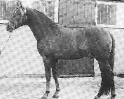 stallion Duke's Forest Oberon (New Forest Pony, 1975, from Heihof's Primeur)