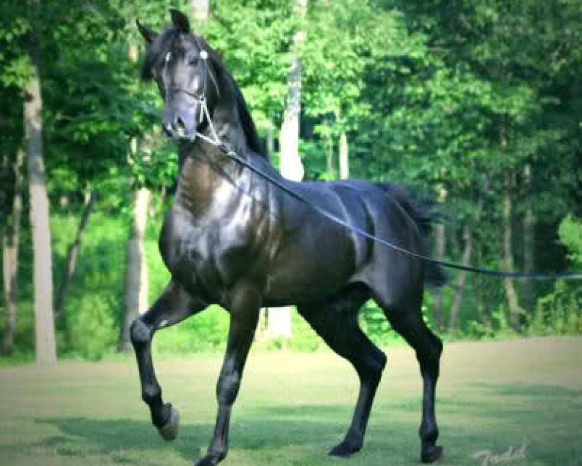 stallion Dawasiyr vom Schleifbachhof (Thoroughbred, 1988, from Shadari xx)