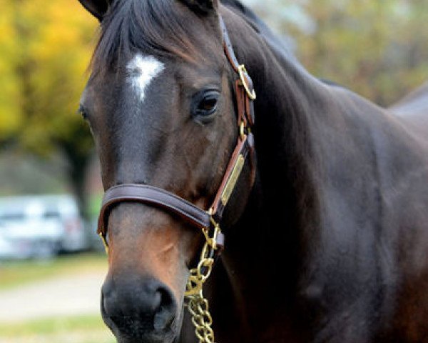 broodmare Arch's Gal Edith xx (Thoroughbred, 2002, from Arch xx)