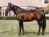 stallion Pleasant Tap xx (Thoroughbred, 1987, from Pleasant Colony xx)