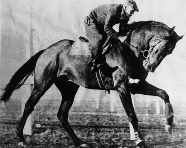 stallion Bernborough xx (Thoroughbred, 1939, from Emborough xx)