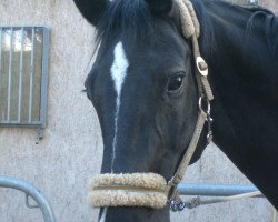 dressage horse Detroit (Oldenburg, 2000, from De Niro)