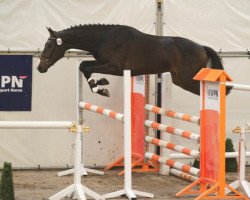 horse Future Times (KWPN (Royal Dutch Sporthorse), 2010, from Quidam de Revel)