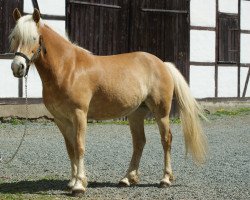 dressage horse Bea (0,78% ox) (Edelbluthaflinger, 2011, from Non-Stop (1,57% ox))