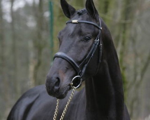 stallion Schimanski (Oldenburg, 2006, from Sandro Hit)
