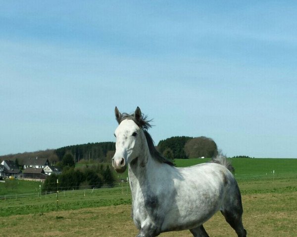 Springpferd Caytana Z. (Westfale, 2011, von Cliostro)