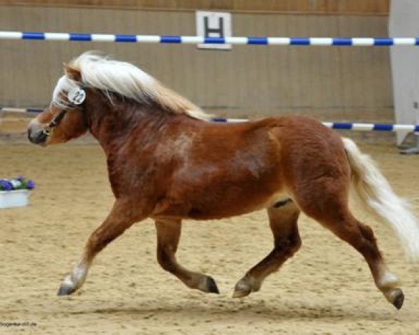 Deckhengst Joslehofs Karl May (Shetland Pony, 2011, von Karino)