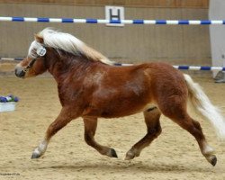 stallion Joslehofs Karl May (Shetland Pony, 2011, from Karino)