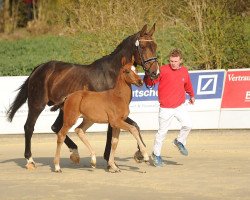 broodmare Poly Magic (Westphalian, 1998, from Polydor)