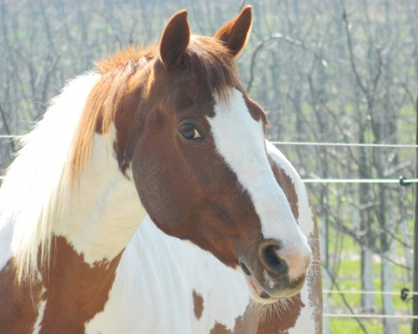 horse Mary Rose 3 (Pinto / Hunter, 1998, from Mr.Bo Jangles)