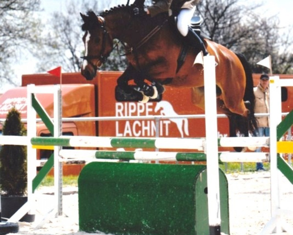 Zuchtstute Candlelight 25 (Hessisches Warmblut, 2006, von Colander)