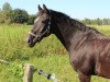 dressage horse Loriot 294 (Oldenburg, 1995, from Leggiero)