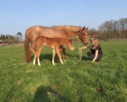 Pferd unnamed (Quarter Horse, 2015)