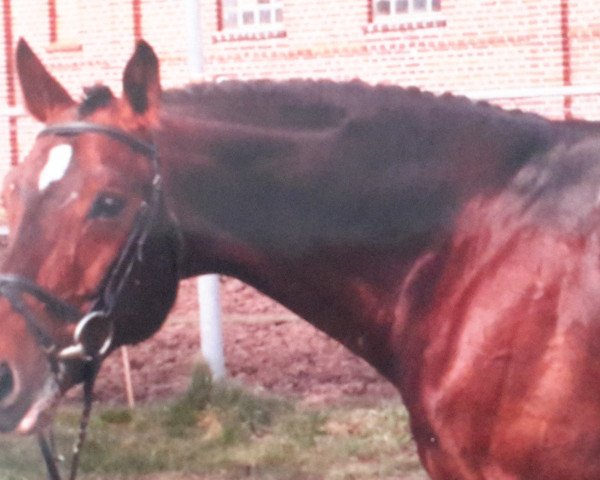stallion Gerwannus (Oldenburg, 1990, from Gervantus I)