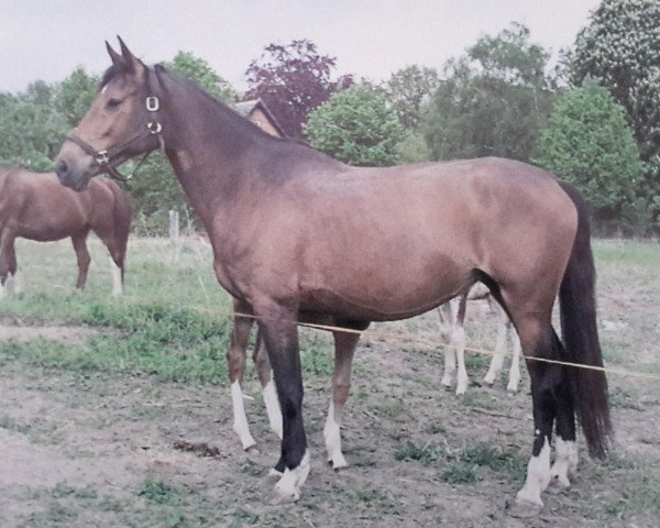 broodmare Carretina (Oldenburg, 1997, from Corlando)