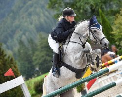 Springpferd Little Checker Jun. (KWPN (Niederländisches Warmblut), 2007, von Cartano)