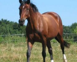 broodmare Floni (Hessian Warmblood, 1992, from Larino)