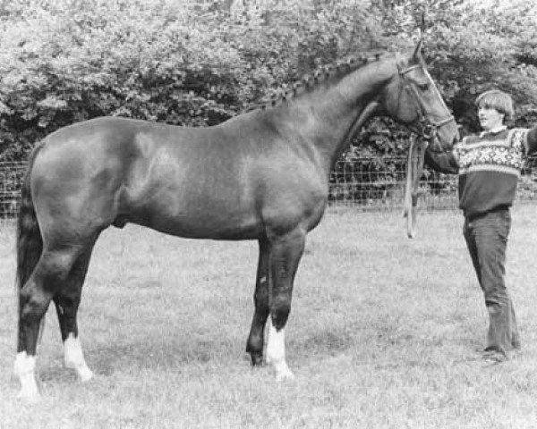 stallion Ulrich (Royal Warmblood Studbook of the Netherlands (KWPN), 1978, from Farn)