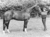 stallion Ulrich (Dutch Warmblood, 1978, from Farn)