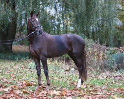 broodmare Bailamos Baileys (Oldenburg, 2011, from Bailamos Biolley)