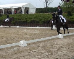 dressage horse Pick me up 2 (Oldenburg, 2000, from Padarco van het Hertsveld)