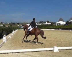 dressage horse Desperada 16 (Hanoverian, 2010, from Dancier)