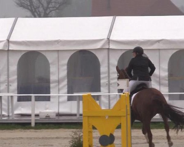 Pferd Pippilotta Viktualia Vo (Trakehner, 2005, von Herzruf)