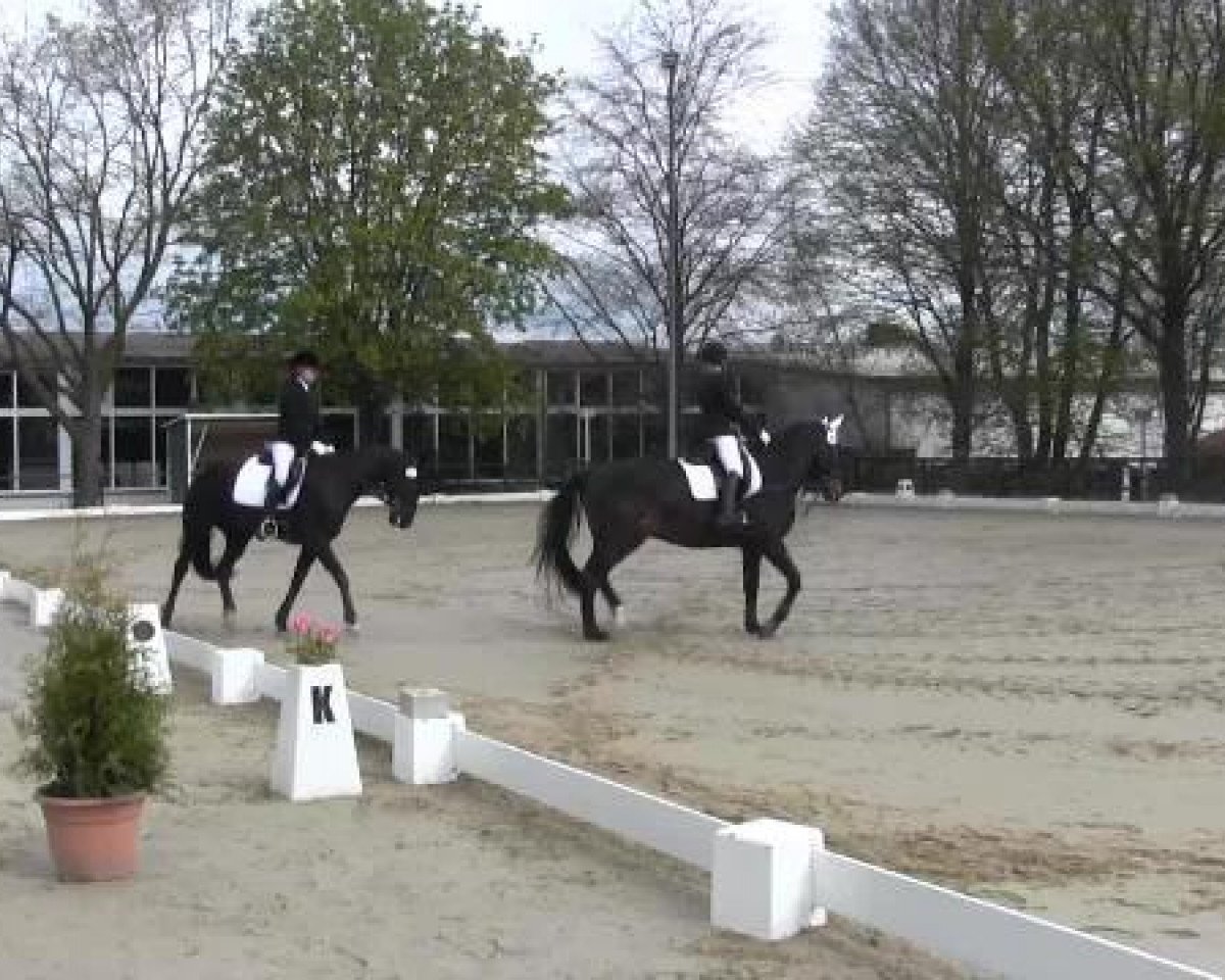 dressage horse Dynamic First (Hanoverian, 2007, from Don Ricoss)