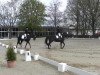 dressage horse Dynamic First (Hanoverian, 2007, from Don Ricoss)