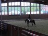 dressage horse Nic-Näc (German Riding Pony, 2010, from Nagano)