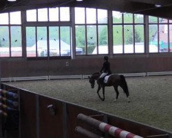 dressage horse Nic-Näc (German Riding Pony, 2010, from Nagano)