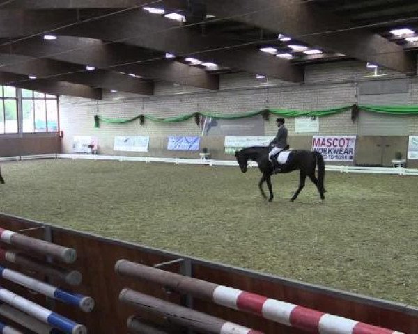 dressage horse Bardolino HT (Rhinelander, 2010, from Belissimo NRW)