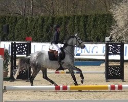 Springpferd Grenoble 46 (Belgisches Warmblut, 2006, von Toulon)