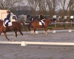 dressage horse White Chocolate 5 (Hanoverian, 2004, from Warkant)