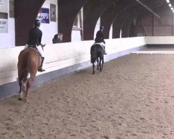 dressage horse Starlight (Little German Riding Horse, 2008, from Gerlof)