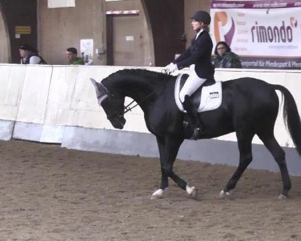 dressage horse Don Pedro 139 (Hanoverian, 2009, from Don Crusador)