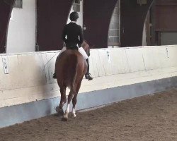 dressage horse Loriot 362 (Hanoverian, 2008, from Londontime)