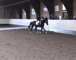 dressage horse Emir 99 (KWPN (Royal Dutch Sporthorse), 2009, from Special D)